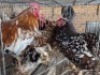 5 X CHICKENS ? MKL LIVESTOCK (Per animal to take the lot)