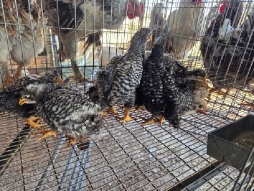 14 X CHICKENS ? MKL LIVESTOCK (Per animal to take the lot)