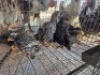 14 X CHICKENS ? MKL LIVESTOCK (Per animal to take the lot)