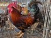 2 X CHICKENS ROOSTER & HEN SITKA BOERDERY (Per animal to take the lot)