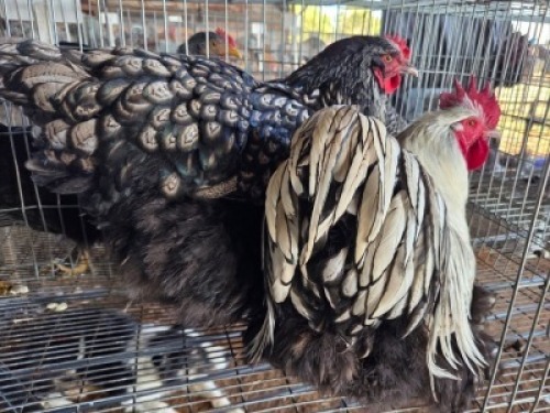 2 X CHICKENS ROOSTER & HEN TIERPOORT DORPERS (Per animal to take the lot)