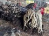 2 X CHICKENS ROOSTER & HEN TIERPOORT DORPERS (Per animal to take the lot)