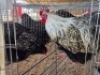 2 X CHICKENS ROOSTER & HEN TIERPOORT DORPERS (Per animal to take the lot)