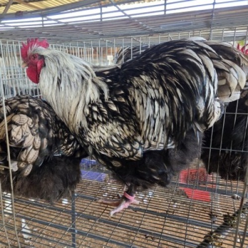 2 X CHICKENS ROOSTER & HEN TIERPOORT DORPERS (Per animal to take the lot)