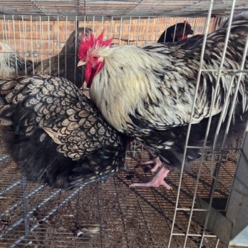 2 X CHICKENS ROOSTER & HEN TIERPOORT DORPERS (Per animal to take the lot)