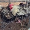 2 X CHICKENS ROOSTER & HEN TIERPOORT DORPERS (Per animal to take the lot)
