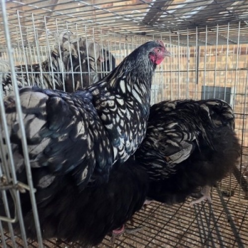 2 X CHICKENS ROOSTER & HEN TIERPOORT DORPERS (Per animal to take the lot)