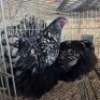 2 X CHICKENS ROOSTER & HEN TIERPOORT DORPERS (Per animal to take the lot)