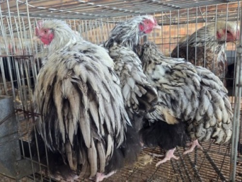 4 X CHICKENS ROOSTER TIERPOORT DORPERS (Per animal to take the lot)