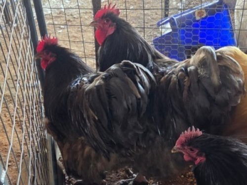 6 X CHICKENS ROOSTER TIERPOORT DORPERS (Per animal to take the lot)