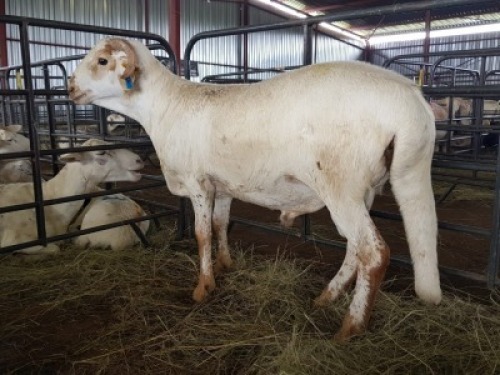 LOT&nbsp; 22-&nbsp; 1X (M) DAMARA SHEEP&nbsp;FONTEINE BOERDERY / ETIENNE ENSLIN & MIA EARLE