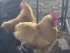 3 X CHICKENS ROOSTER TIERPOORT DORPERS (Per animal to take the lot)