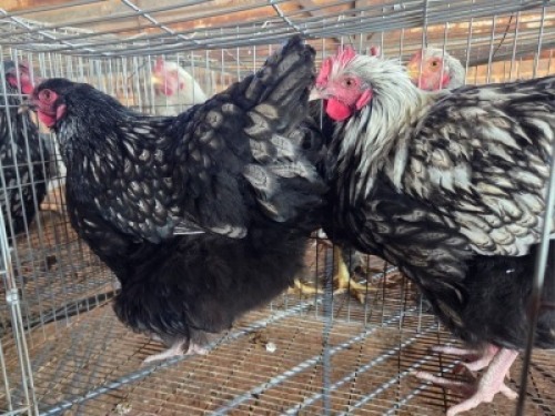 2 X CHICKENS ROOSTER & HEN TIERPOORT DORPERS (Per animal to take the lot)
