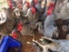 10 X CHICKENS ROOSTER A. CLOETE (Per animal to take the lot)