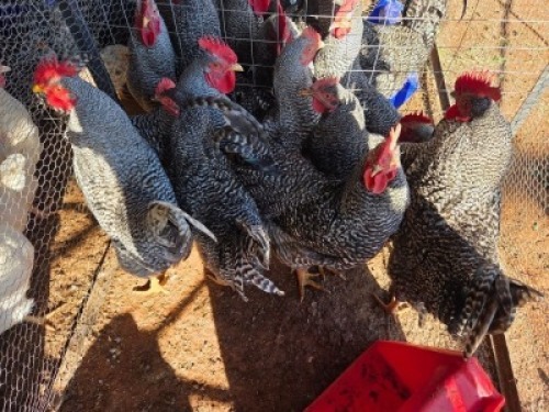 8 X CHICKENS ROOSTER A. CLOETE (Per animal to take the lot)