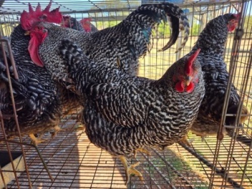 4 X CHICKENS ROOSTER & HEN A. CLOETE (Per animal to take the lot)