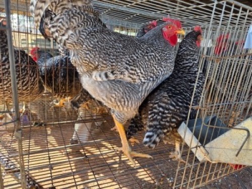 4 X CHICKENS ROOSTER & HEN A. CLOETE (Per animal to take the lot)