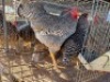 4 X CHICKENS ROOSTER & HEN A. CLOETE (Per animal to take the lot)