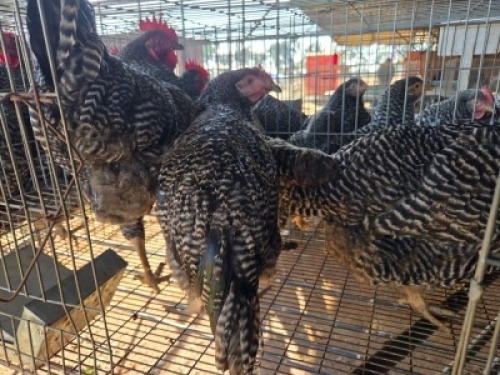 4 X CHICKENS ROOSTER & HEN A. CLOETE (Per animal to take the lot)