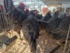 4 X CHICKENS ROOSTER & HEN A. CLOETE (Per animal to take the lot)