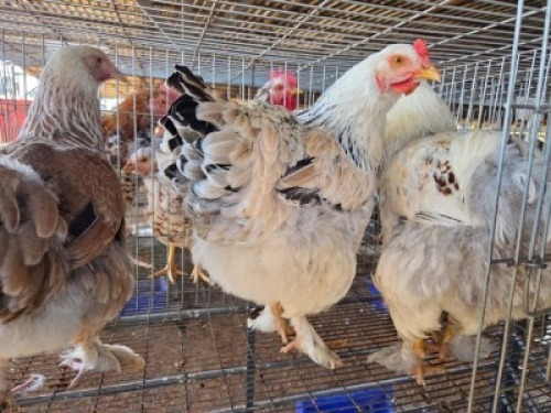 3 X CHICKENS ROOSTER & HEN A. CLOETE (Per animal to take the lot)