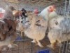 3 X CHICKENS ROOSTER & HEN A. CLOETE (Per animal to take the lot)