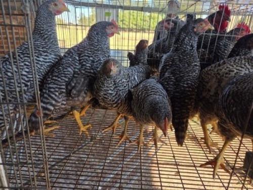 10 X CHICKENS ? A. CLOETE (Per animal to take the lot)