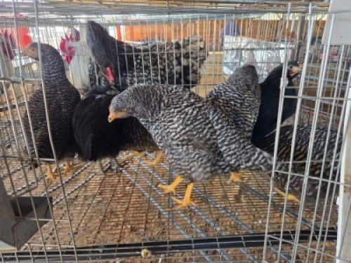 7 X CHICKENS ? A. CLOETE (Per animal to take the lot)