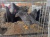 7 X CHICKENS ? A. CLOETE (Per animal to take the lot)