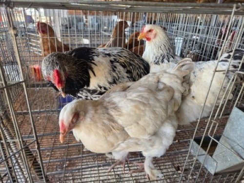 3 X CHICKENS ROOSTER & HEN A. CLOETE (Per animal to take the lot)