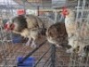 3 X CHICKENS ROOSTER & HEN A. CLOETE (Per animal to take the lot)