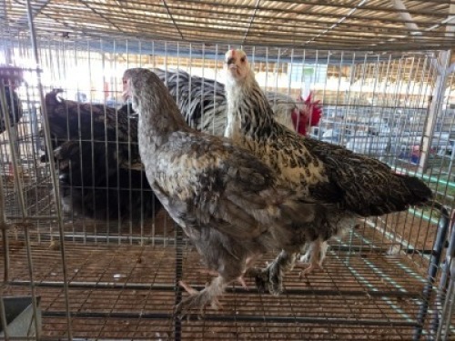 2 X CHICKENS HEN A. CLOETE (Per animal to take the lot)