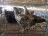 2 X CHICKENS HEN A. CLOETE (Per animal to take the lot)