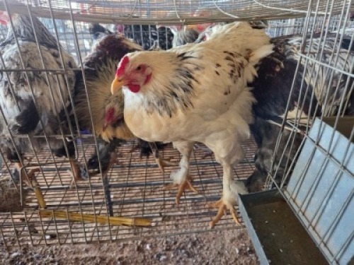 7 X CHICKENS ROOSTER A. CLOETE (Per animal to take the lot)