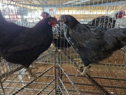 2 X CHICKENS HEN A. CLOETE (Per animal to take the lot)