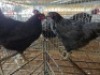 2 X CHICKENS HEN A. CLOETE (Per animal to take the lot)
