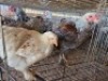 3 X CHICKENS ROOSTER & HEN A. CLOETE (Per animal to take the lot)