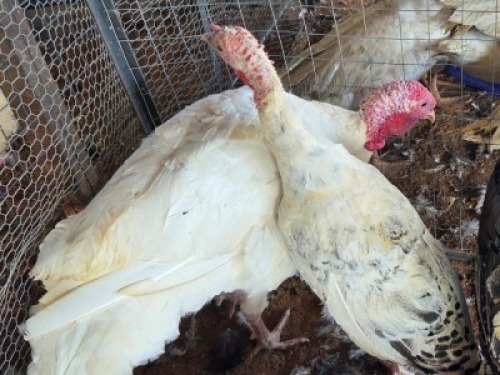 2 X TURKEY MALE & FEMALE WILLEM PRINSLOO (Per animal to take the lot)