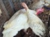 2 X TURKEY MALE & FEMALE WILLEM PRINSLOO (Per animal to take the lot)