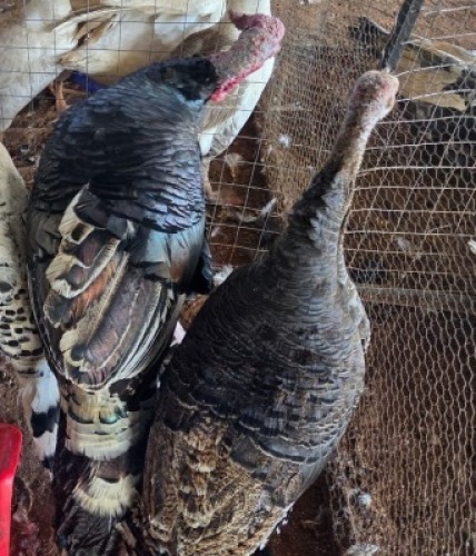 2 X TURKEY MALE & FEMALE WILLEM PRINSLOO (Per animal to take the lot)
