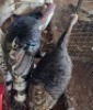 2 X TURKEY MALE & FEMALE WILLEM PRINSLOO (Per animal to take the lot)
