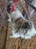 1 X CHICKENS ROOSTER A. CLOETE (Per animal to take the lot)