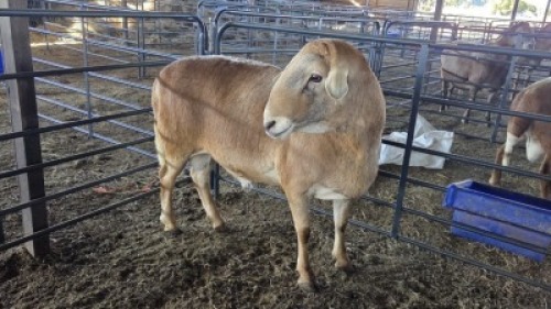 1 X MEATMASTER RAM HASSIE PRETORIUS (Per animal to take the lot)