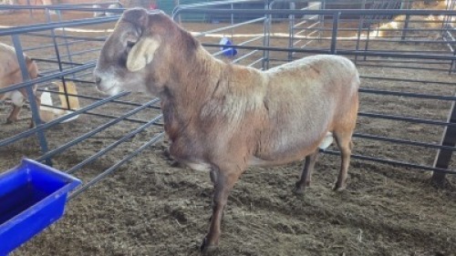 1 X MEATMASTER RAM HASSIE PRETORIUS (Per animal to take the lot)