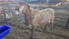 1 X MEATMASTER RAM HASSIE PRETORIUS (Per animal to take the lot)