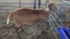 1 X MEATMASTER RAM HASSIE PRETORIUS (Per animal to take the lot)