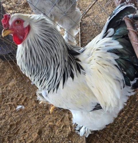 1 X CHICKENS ROOSTER A. CLOETE (Per animal to take the lot)