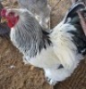 1 X CHICKENS ROOSTER A. CLOETE (Per animal to take the lot)