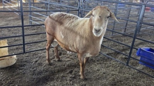 1 X MEATMASTER RAM HASSIE PRETORIUS (Per animal to take the lot)