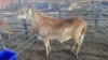 1 X MEATMASTER RAM HASSIE PRETORIUS (Per animal to take the lot)